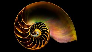 An image of a shell representing the golden ratio
