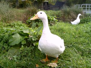 A photo of a duck on some grass taken at a farm