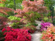 Garden Of Colorful Plants