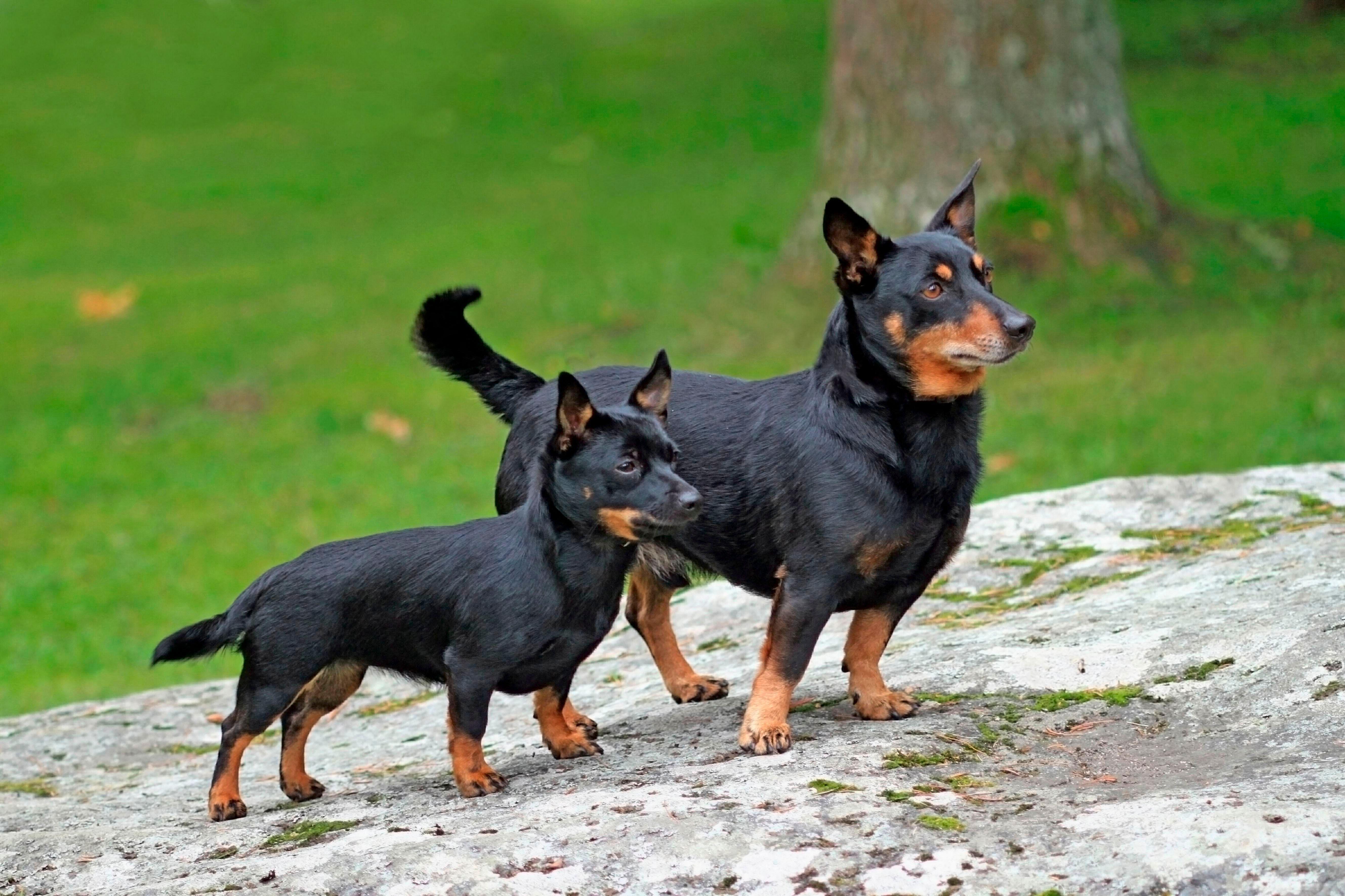 Two small black-and-tan dogs stand alert on a sloping stone surface outdoors, one slightly behind the other, both with pricked ears and short legs, against a blurred green background of grass and trees.