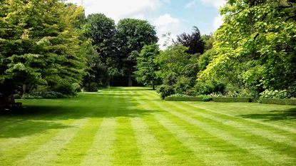 how to scarify a lawn: striped lawn