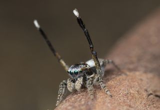 new species of peacock spider, Maratus tessellatus