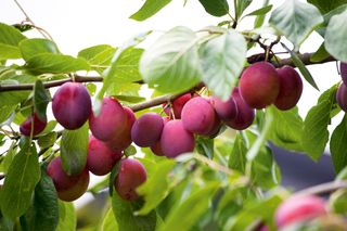 close up of plums on plum tree