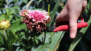 person cutting of wilted head of dahlia plant