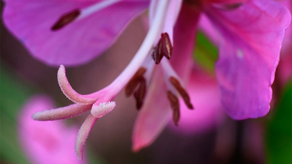 How to use a reversing ring and flash for great macro shots