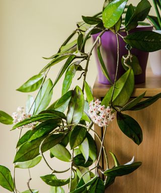 Hoya carnosa indoor plant on shelf