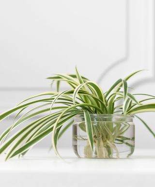 spider plant growing hydroponically