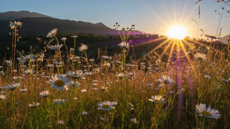 Sunset over wildflower meadow