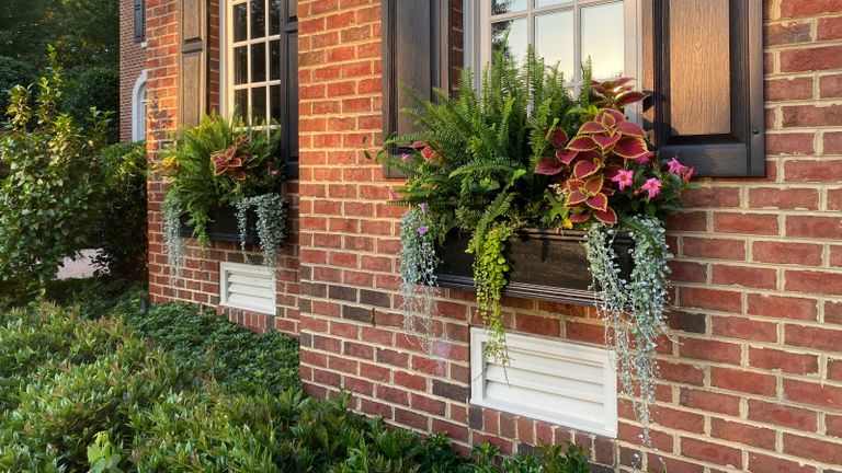 two window boxes filled with plants