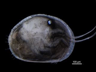 A modern ostracod (Newnhamia). These tiny crustaceans create sperm longer than their own bodies.