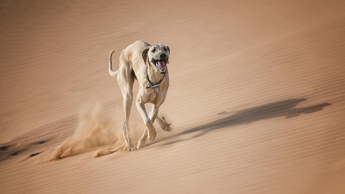 Sloughi dog, running in the desert. This is a rare sighthound dog breed