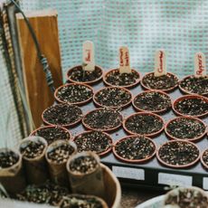 Small plastic plant pots in a row within a poly tunnel. Each row has been labeled with the seeds within, including basil, lemon balm, cucumber, peppers and rocket.