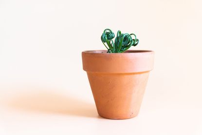 Small Potted Spiral Grass Plant