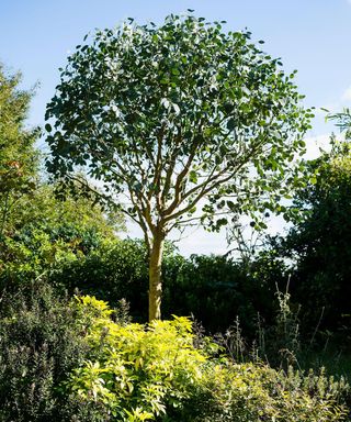 Eucalyptus gunnii shaped to contain its size in an English garden
