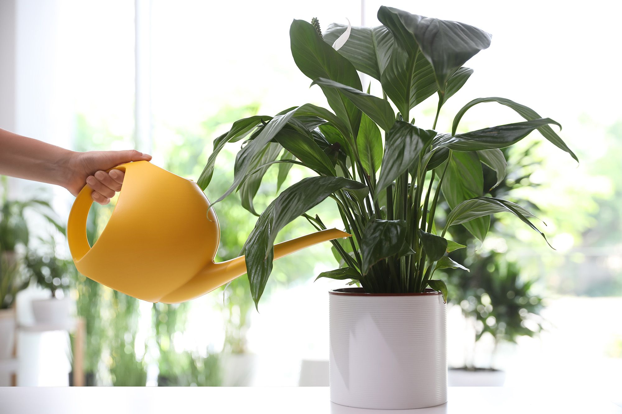 Why your peace lily isnt blooming and how to fix it