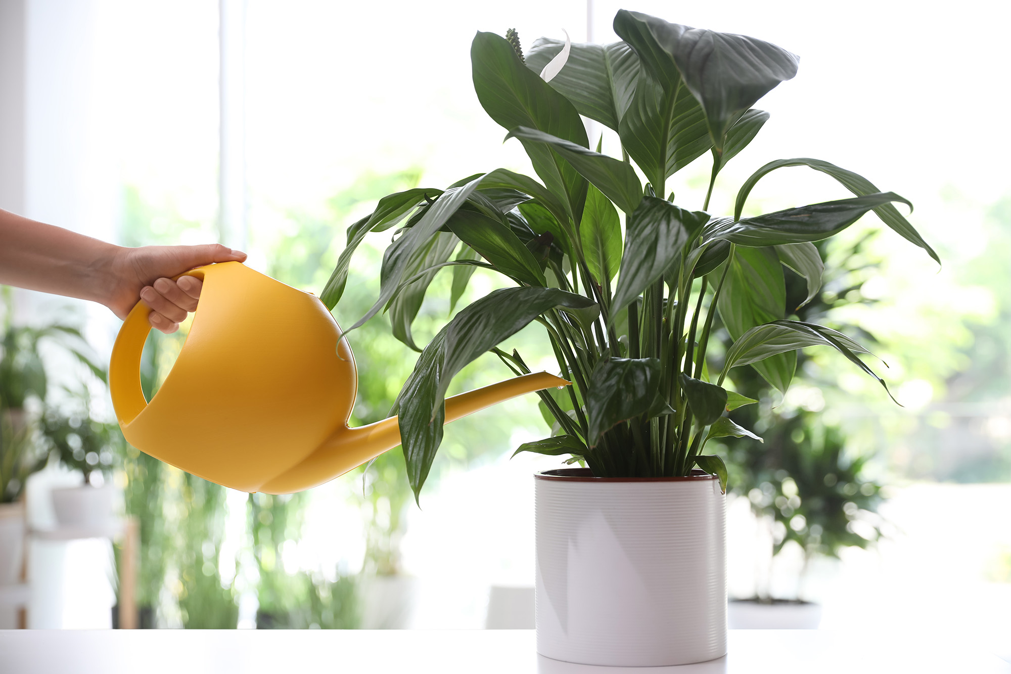 Watering a peace lily