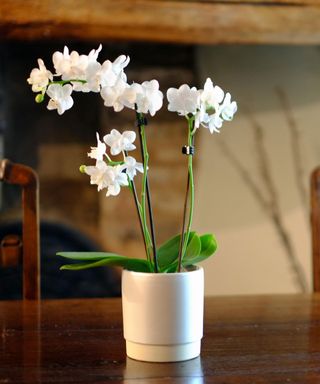 white flowering orchid in a white pot on a table