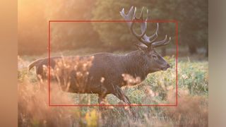 Wildlife photograph with red rectangle showing the difference between the full-frame image and an APS-C crop