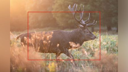 Wildlife photograph with red rectangle showing the difference between the full-frame image and an APS-C crop
