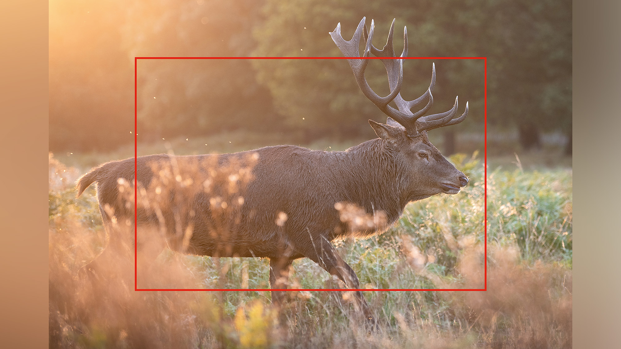 Wildlife photograph with red rectangle showing the difference between the full-frame image and an APS-C crop