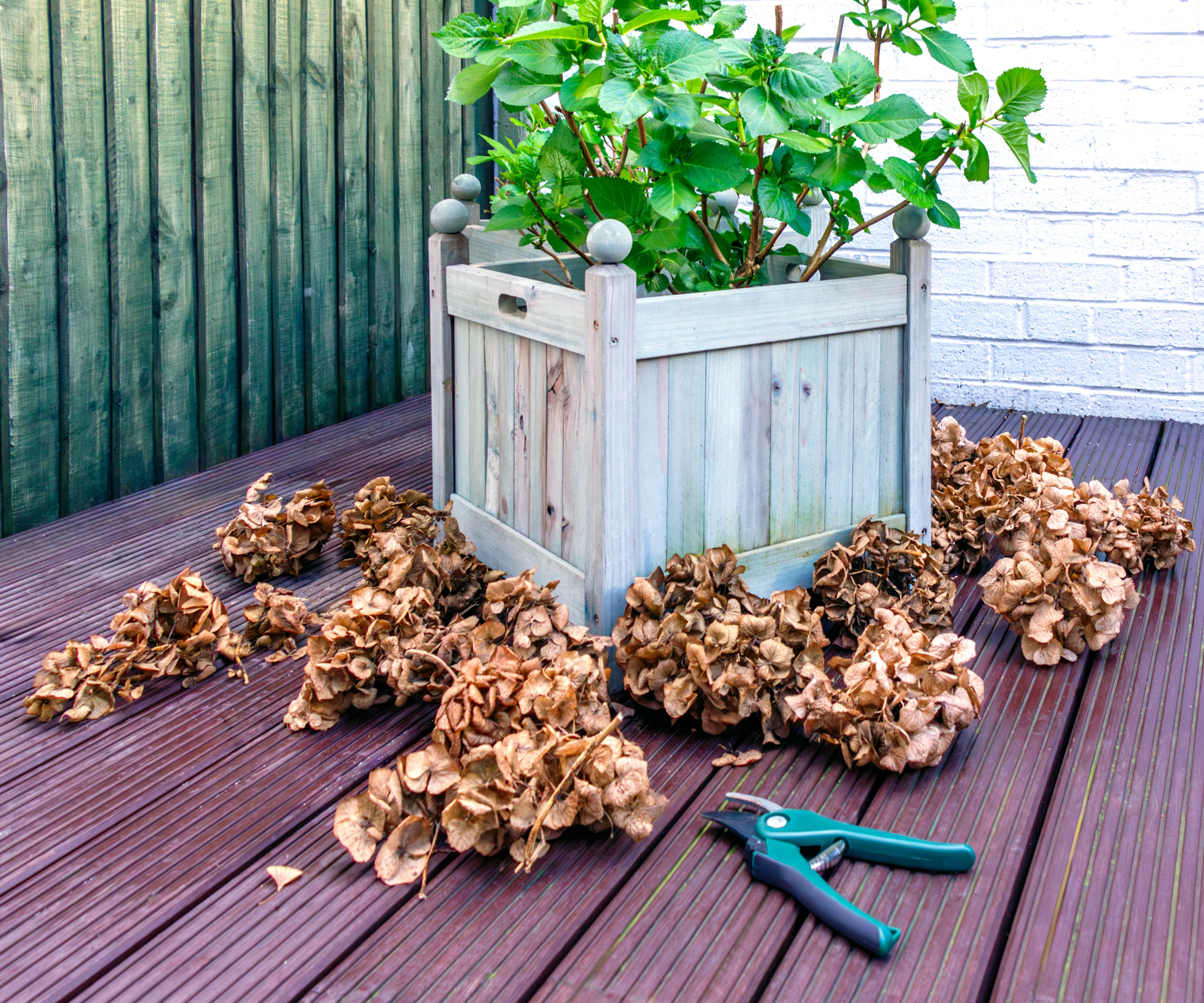 Deadhead hydrangeas