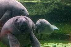 Manatees, a protected species.
