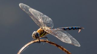 A Dragonfly sits in reedbeds on the Isle of Grain.