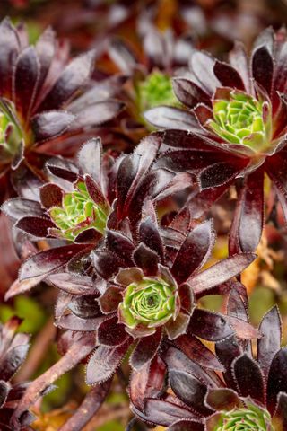 Aeonium 'Logan Rock', aeonium 'Logan Rock'