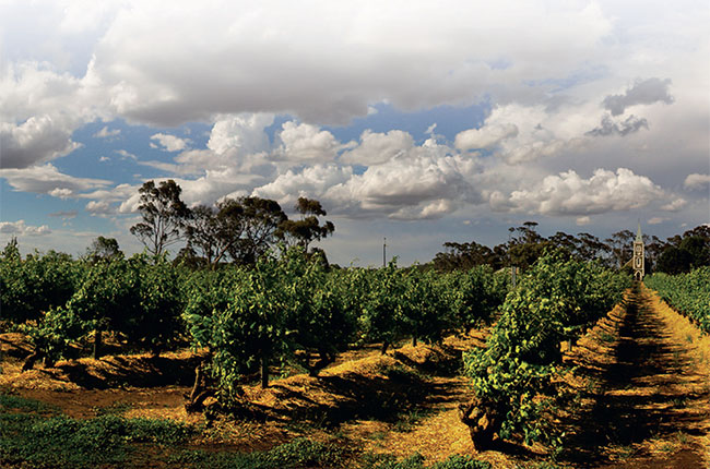 Australia old vines