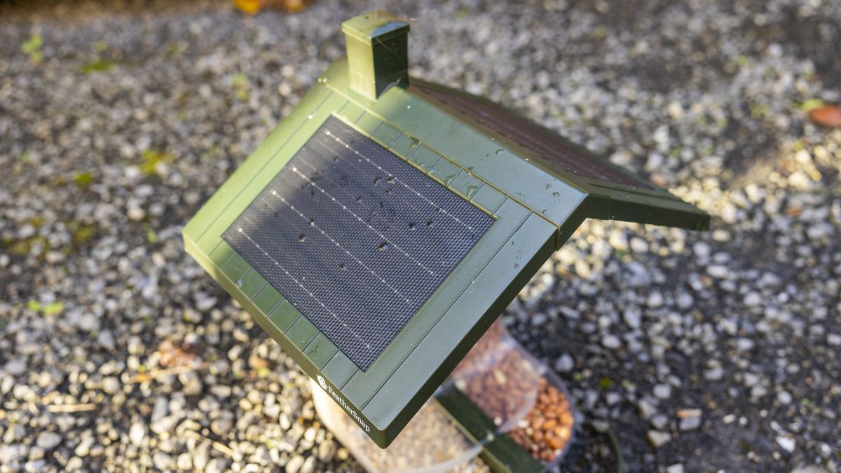 The FeatherSnap Scout bird feeder on a shed in a garden at sunrise
