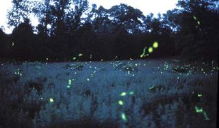 Fireflies' Synchronous Flashes Are Booty Calls, Study Reveals