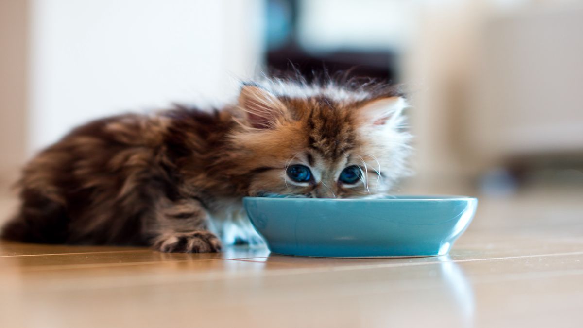 kitten eating