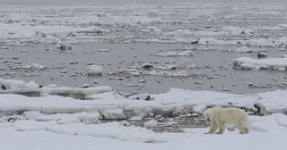 Arctic Live Polar Bear