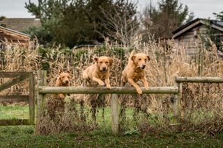 Jill Parsons and her Fox Red Labradors