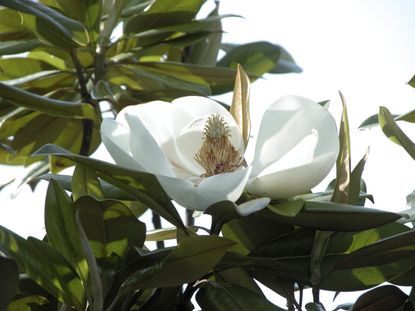 White Evergreen Magnolia