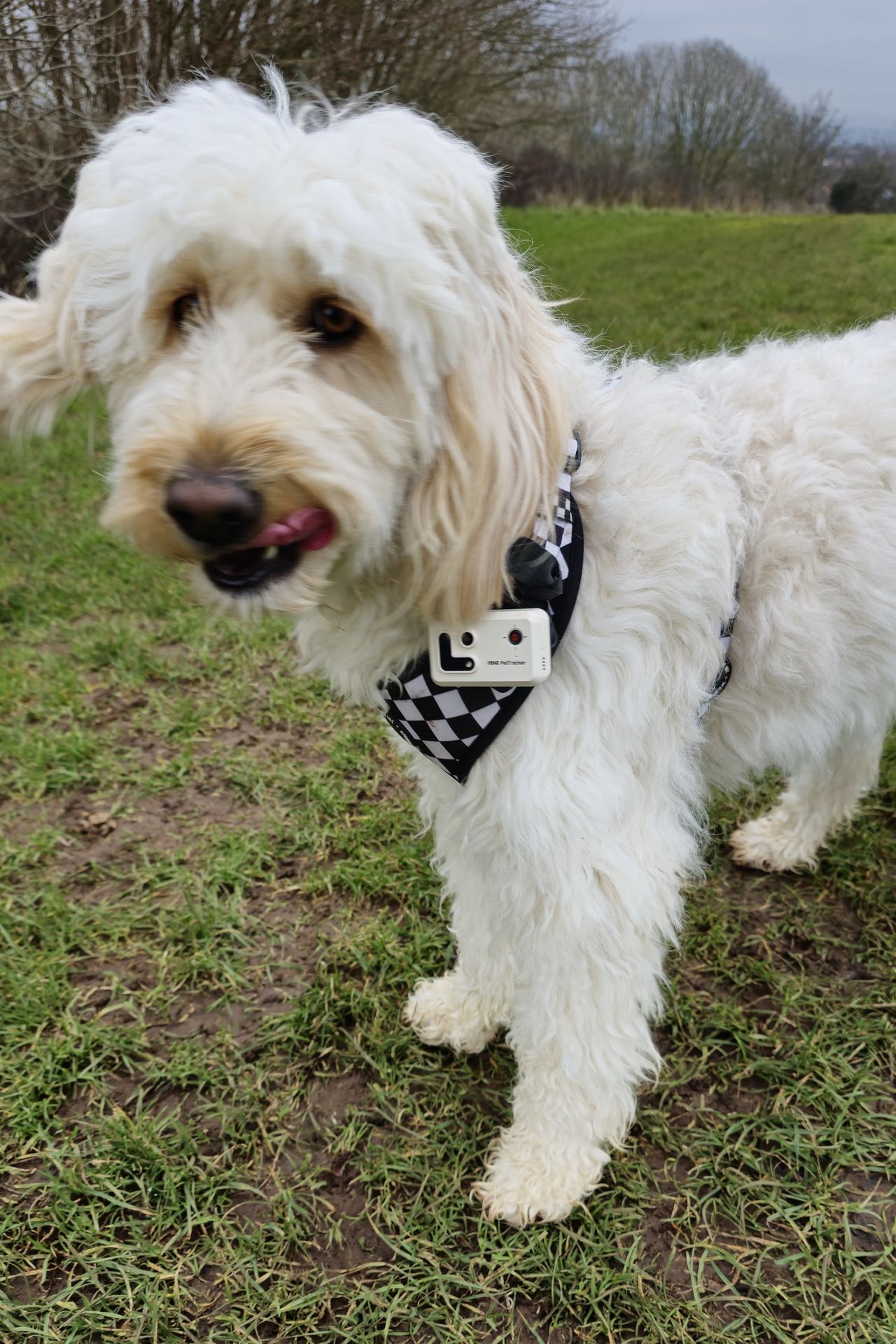 Enabot ROLA Pet Tracker review