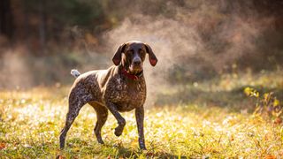 german shorthaired pointer stepping forward to camera