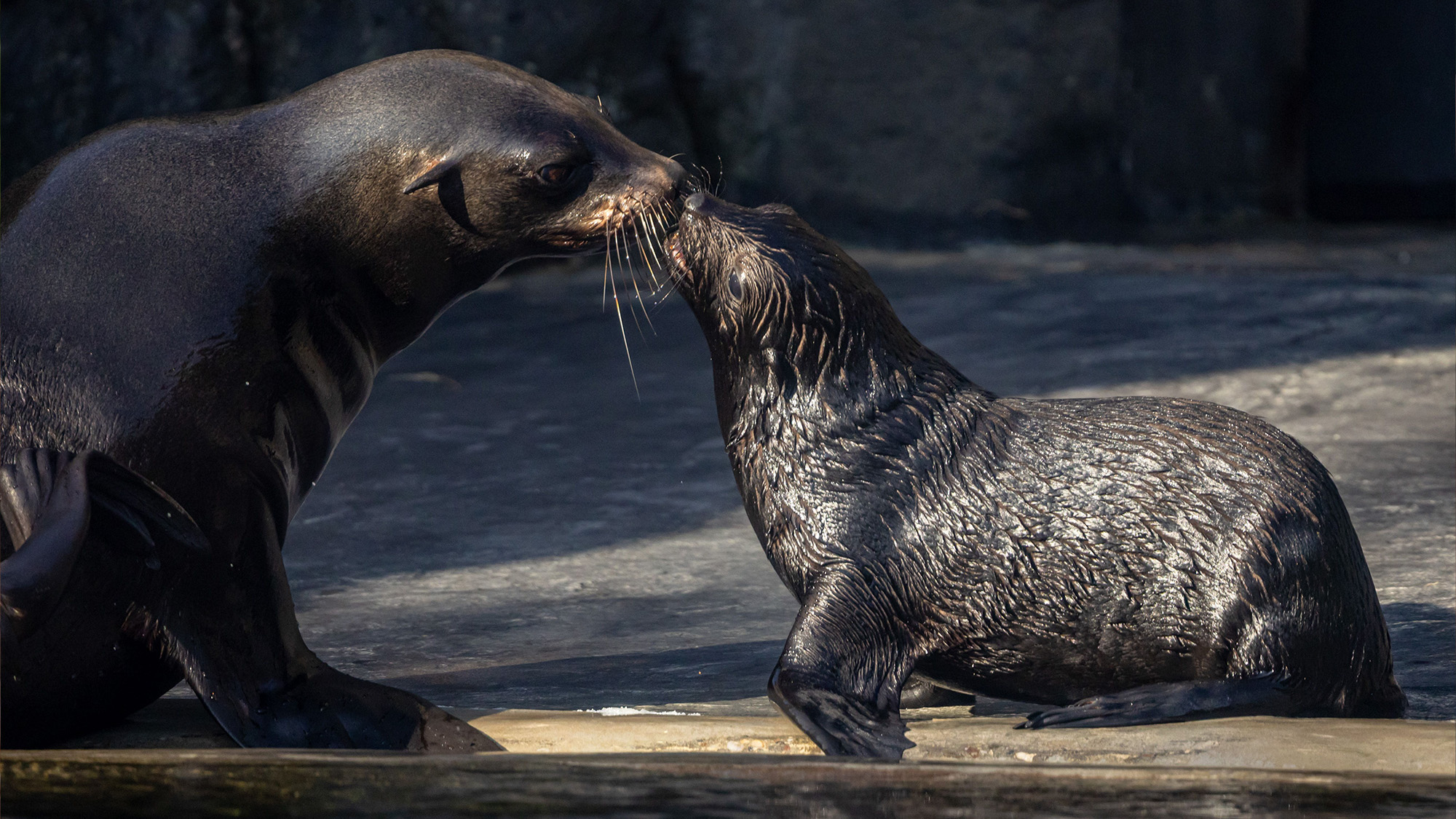 A South African fur seal baby is tended by its mother at the zoo in Prague, Czech Republic