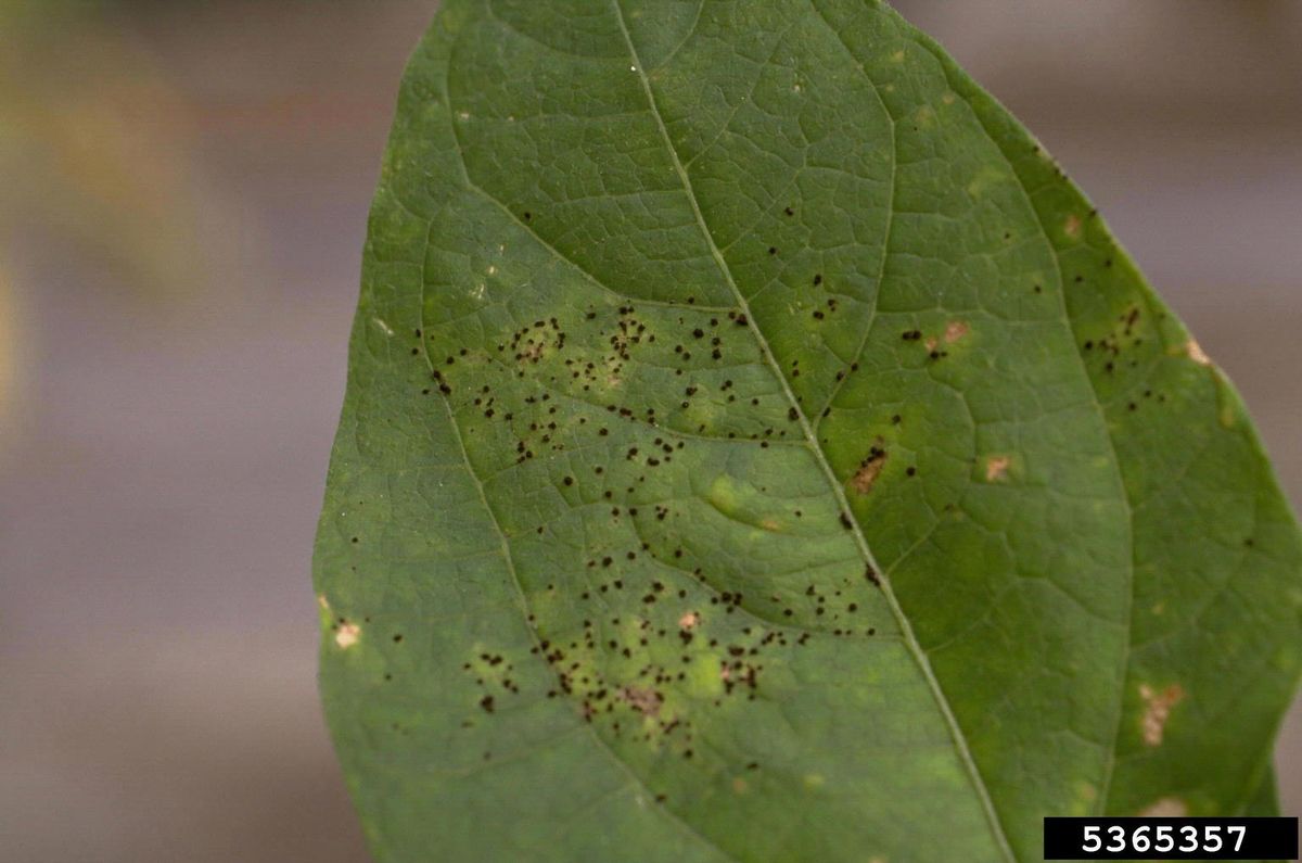 What Causes Rust On Bean Plants Best Treatment For Bean Rust In Gardens Gardening Know How
