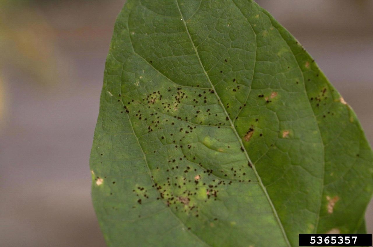 Rust Fungus Spots On Bean Plant Leaf