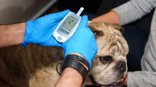 Dog having their sugar levels by someone wearing gloves