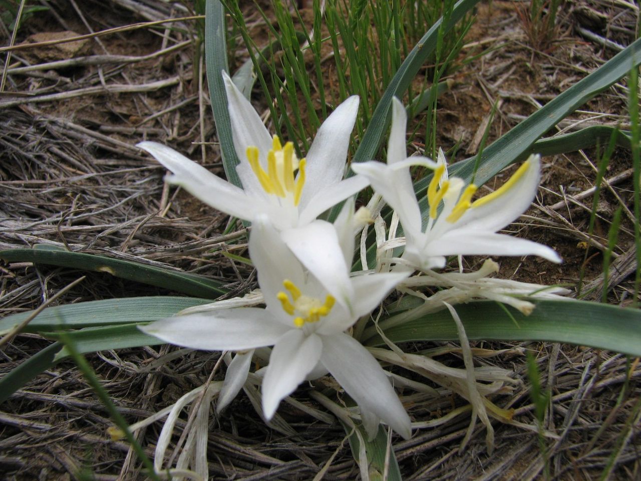 White Sand Lilies