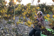 Ningxia-vineyards-2019-harvest-Copower-Jade-Chateau-Fei-Tswei-Petit-Manseng.jpg