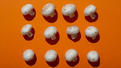 A selection of mushrooms shot from above against an orange background