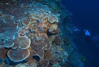 Flat deep corals, Great Barrier Reef