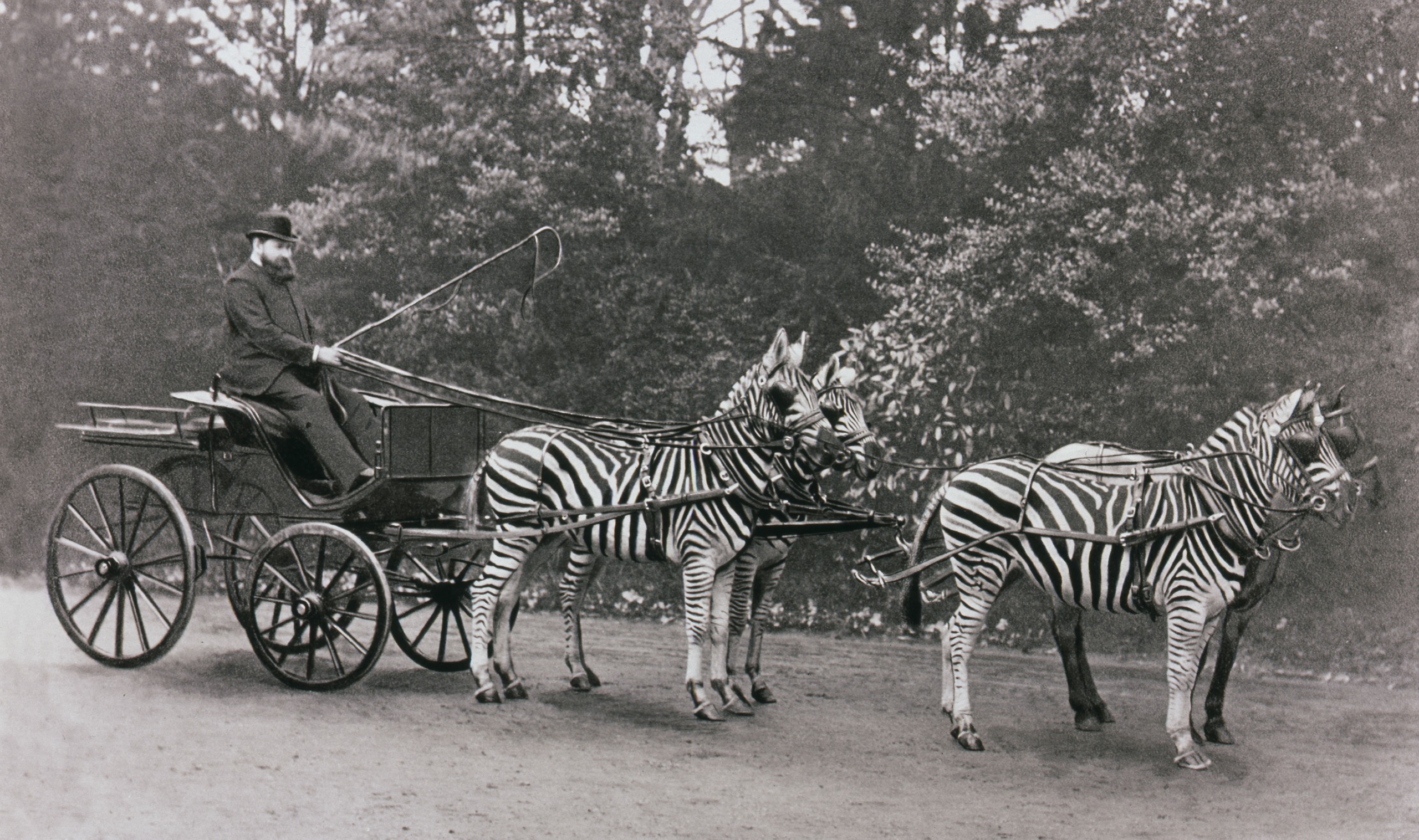 A man sitting on a horse and trap that's being pulled along by four zebra