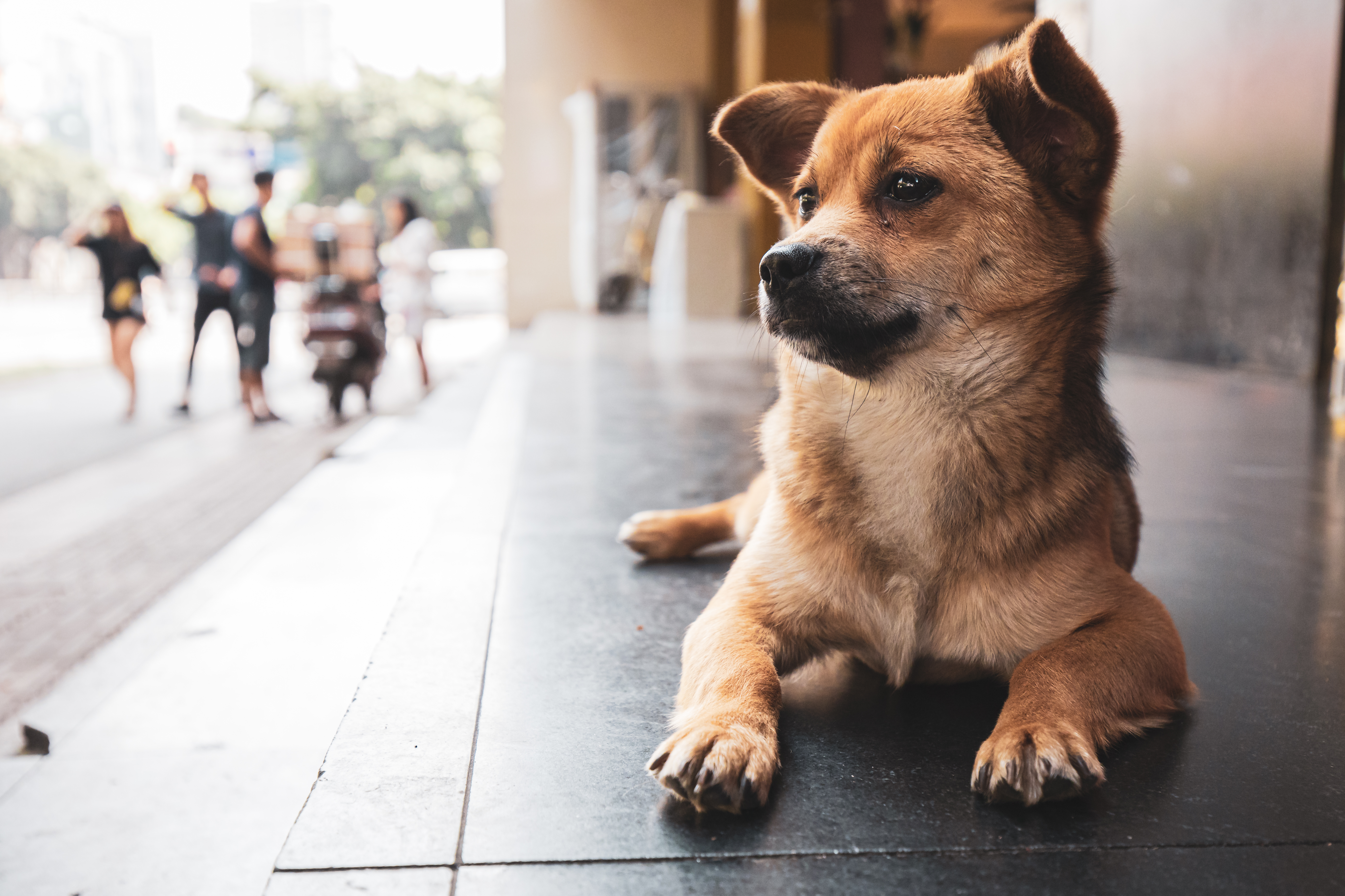 Street dog in China
