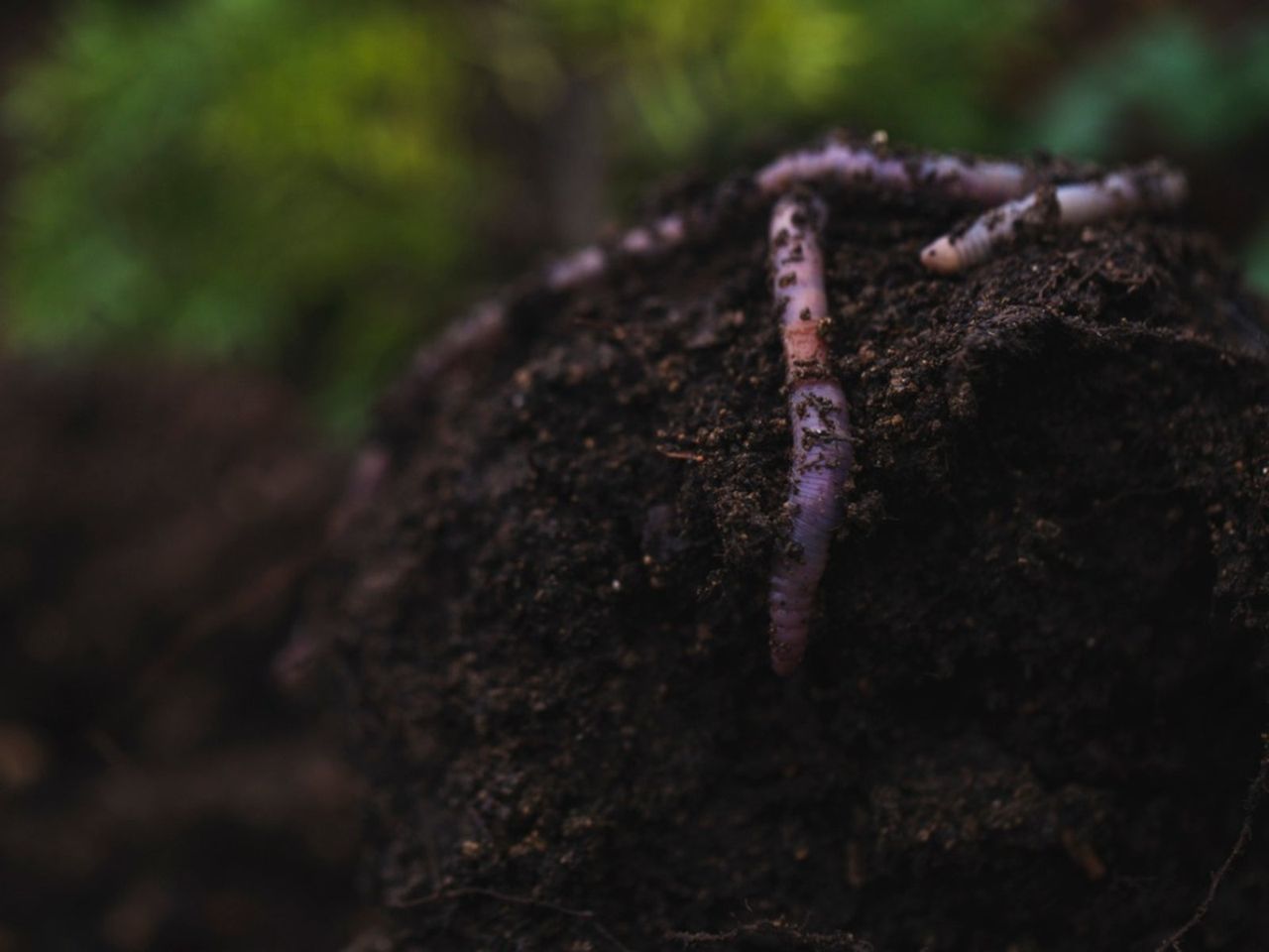 Worms In Soil