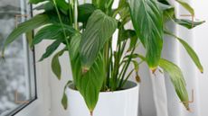 Picture of peace lily tips turning brown leaves to support an expert guide on peace lily tips turning brown