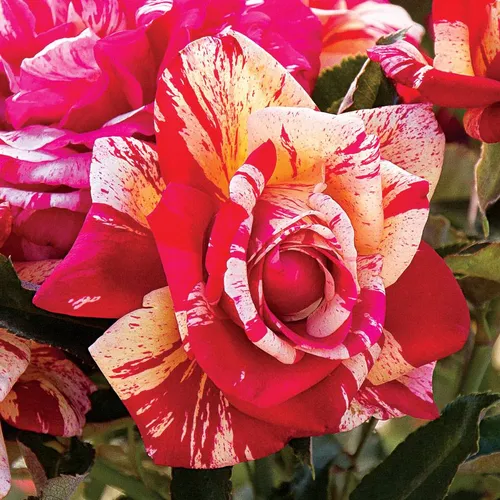 Daring Spirit&amp;reg; Hybrid Tea Rose